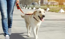 Выгул собаки: как правильно организовать прогулки для здоровья и настроения питомца